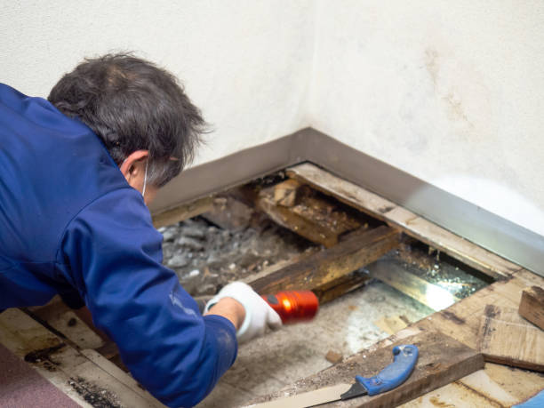 Attic Mold Removal in Clever, MO