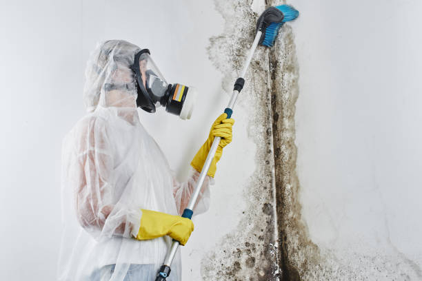 Best Crawl Space Mold Removal  in Clever, MO