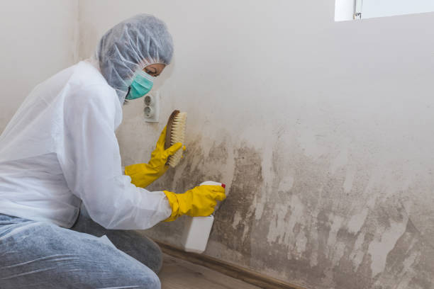 Best Toxic Mold Removal  in Clever, MO