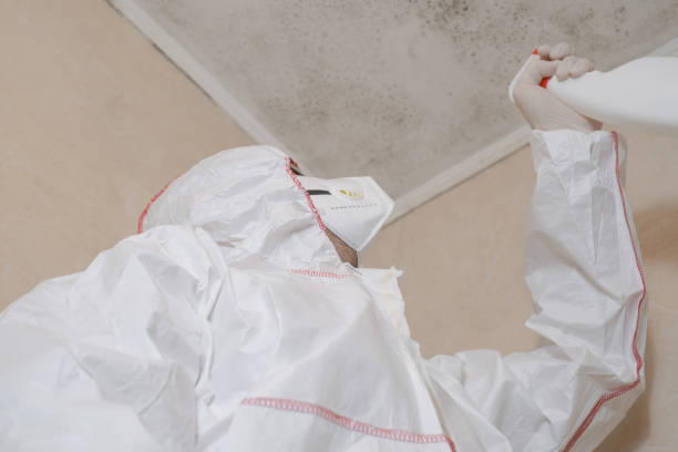 Office Mold Removal Services in Clever, MO
