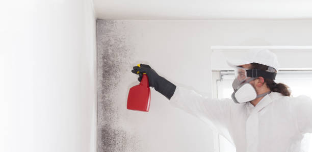 Best Professional Mold Removal  in Clever, MO