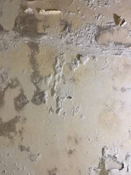 Best Residential Mold Removal  in Clever, MO