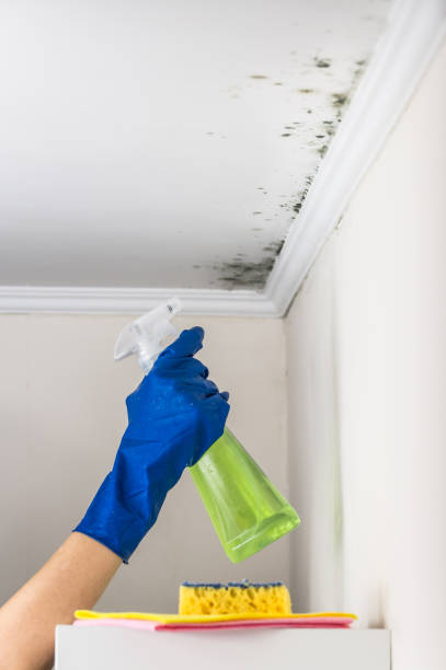 Best Mold Remediation Experts  in Clever, MO