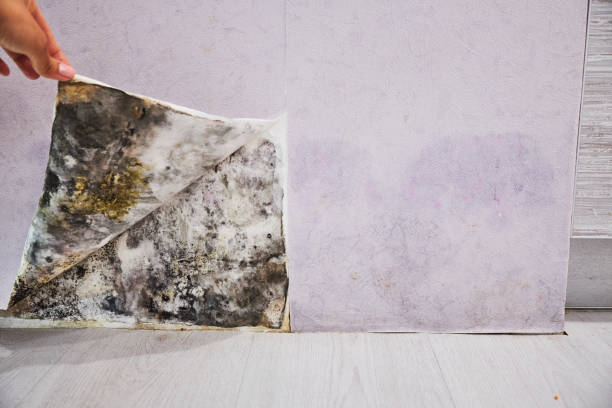 Best Office Mold Removal Services  in Clever, MO